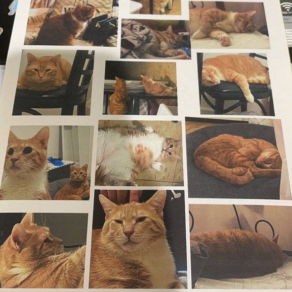 Costom Sticker - Picture 4 of 5